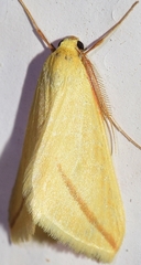 Rhodometra sacraria
