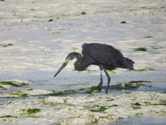 Egretta garzetta dimorpha