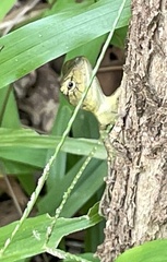 Calotes versicolor