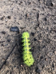 Automeris zephyria