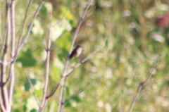 Archilochus colubris