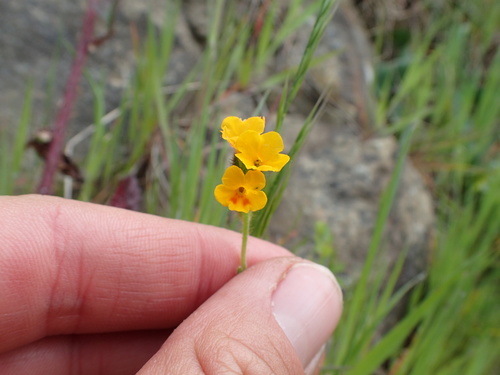 Image of Amsinckia lunaris by no rights reserved