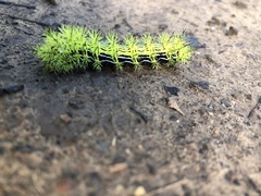 Automeris zephyria