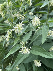 Vincetoxicum hirundinaria