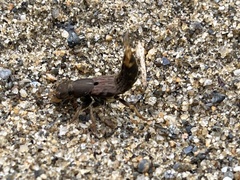 Platydracus maculosus