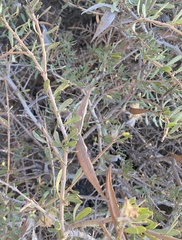 Periploca laevigata angustifolia