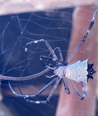 Argiope submaronica