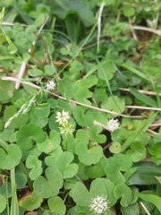 Hydrocotyle leucocephala