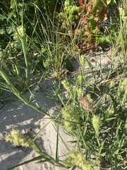 Cenchrus tribuloides