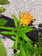 Trichodezia albovittata