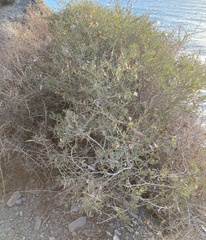 Periploca laevigata angustifolia
