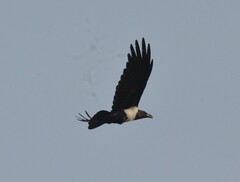 Corvus albus