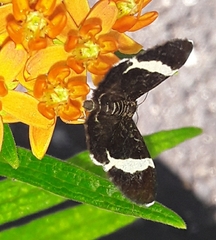 Trichodezia albovittata