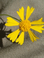 Helenium amarum