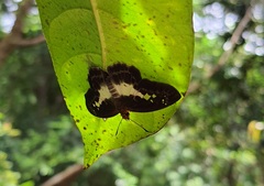 Gerosis phisara
