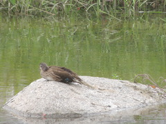 Aix galericulata
