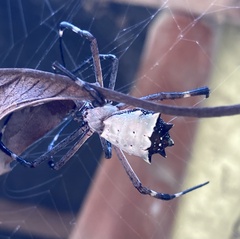 Argiope submaronica