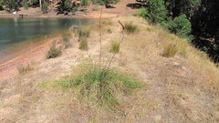 Xanthorrhoea gracilis