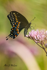 Papilio polyxenes asterius