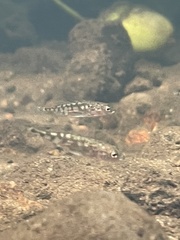 Gasterosteus aculeatus