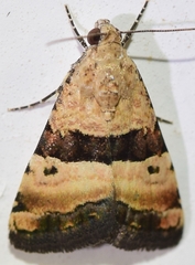 Pseudozarba bipartita