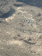 Gasterosteus aculeatus