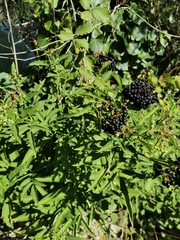 Sambucus ebulus