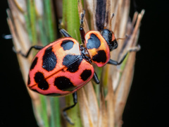 Coleomegilla maculata