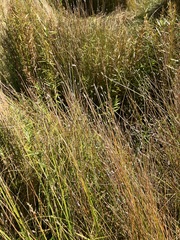 Eleocharis palustris