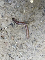 Lumbricus