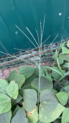 Digitaria sanguinalis