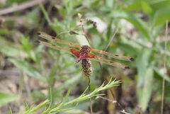 Celithemis elisa
