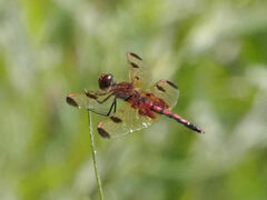 Celithemis elisa