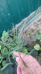 Digitaria sanguinalis