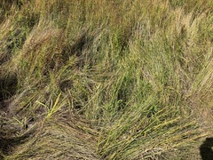 Eleocharis palustris