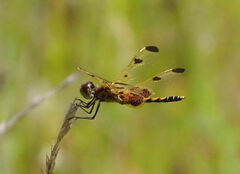 Celithemis elisa