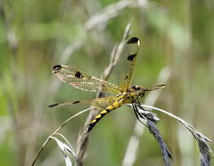 Celithemis elisa