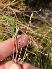 Eleocharis palustris