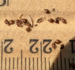 Eleocharis palustris