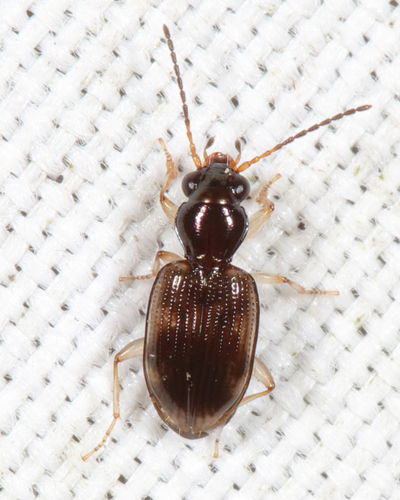 Bembidion affine Say, 1823