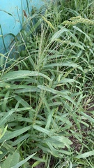 Digitaria sanguinalis