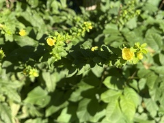 Dasistoma macrophylla