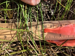 Eleocharis palustris