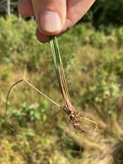 Eleocharis palustris