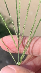 Digitaria sanguinalis