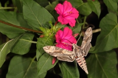 Agrius convolvuli