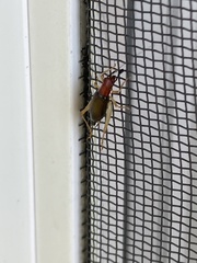 Phyllopalpus pulchellus