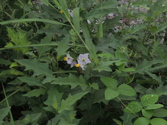 Solanum carolinense