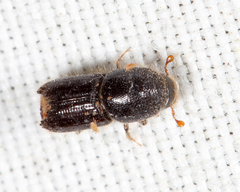 Ips grandicollis