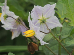 Solanum carolinense
